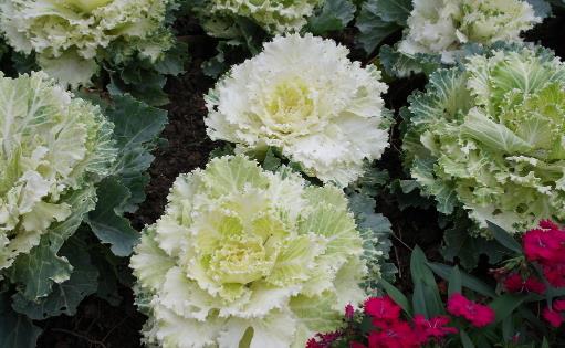 野菜純天然有營養,你知道怎么吃嗎