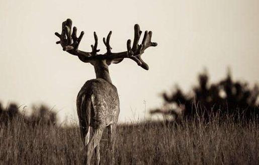 素食動物恐怖吃肉記 素食動物本質太弱而吃不肉