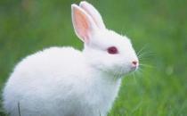 ?素食動物恐怖吃肉記 素食動物本質太弱而吃不到肉