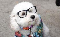 ?狗狗的視力是否足夠晚上看東西 狗眼色區揭秘