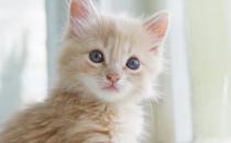 ?遛貓也需要遵守的規則 牽繩和封閉活動空間都不能少