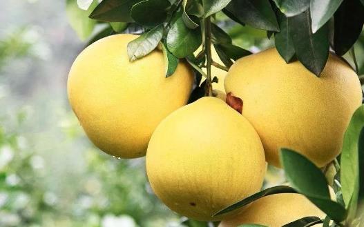 低糖低脂食品誤區 三大低糖水果對糖尿病有好處