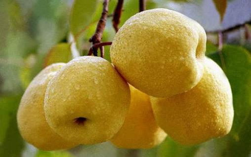 季節變換喉嚨痛又癢 緩解喉嚨痛的食療方