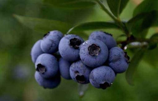 飲食失調出現便秘 具有極佳的排宿便效果的十種食物