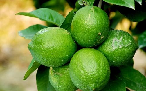 挑選青檸檬有妙招