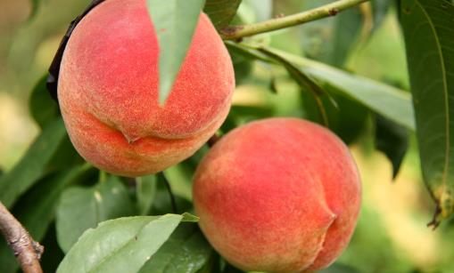 “果中皇后”營養又美味，還能降壓抗疲勞