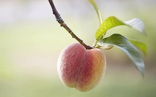 “果中皇后”營養又美味，還能降壓抗疲勞