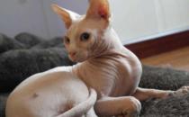 ?無毛貓不是真的無毛 不能讓貓毛過敏者實現養貓愿望