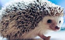 ?把刺猬當寵物來養 養刺猬的經驗