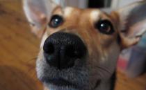 ?為啥狗狗鼻子還能從黑變紅 狗鼻子變色的情形揭秘