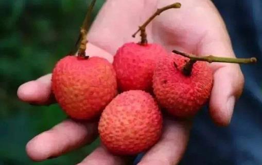 夏天吃荔枝的好處 吃荔枝注意事項