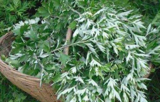 艾葉不只用來泡腳艾灸制作美食 養生功效也不容小覷