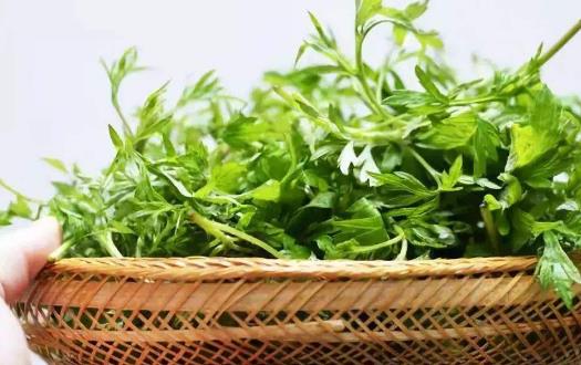 艾葉不只用來泡腳艾灸制作美食 養生功效也不容小覷