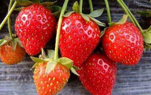 草莓的營養價值 食用草莓對防治冠心病有益處