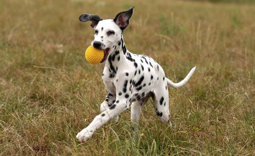 養狗人士的運動量達標率會偏高 帶著狗狗運動的好處