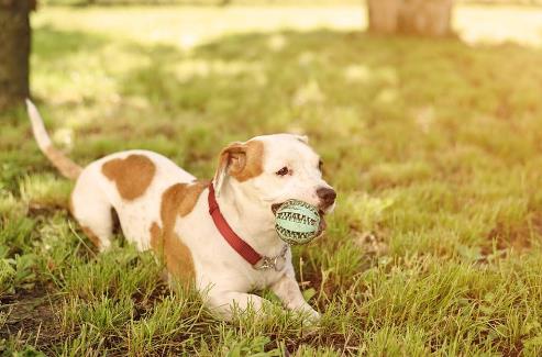 養狗人士的運動量達標率會偏高 帶著狗狗運動的好處