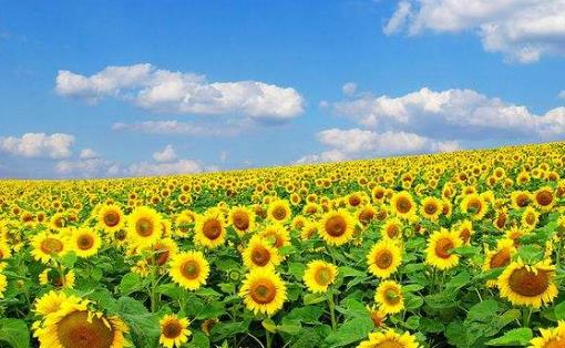 夏季養(yǎng)生防病 養(yǎng)心氣固陽氣是該時(shí)段的保健原則