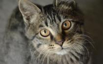 ?貍花貓會自己挑選主人 貍花貓幼貓成貓喂養指南