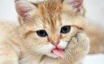 ?貓咪年算多大才算是長大成貓 貓咪日常喂養注意事項