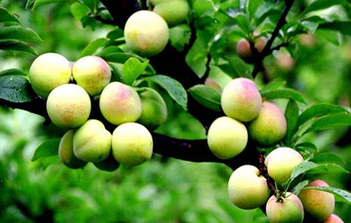 桃子是“肺之果”,可爛了一點的桃子還能不能吃?這種情