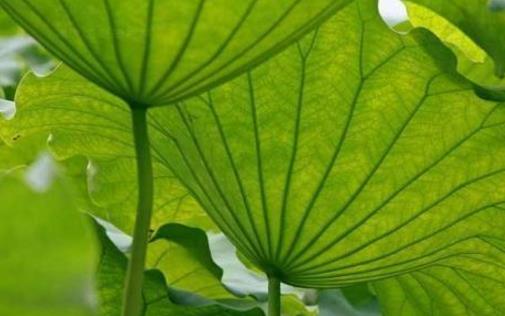 小暑節氣最應該吃什么?黃鱔補氣、山藥養胃、綠豆芽降暑,別錯過