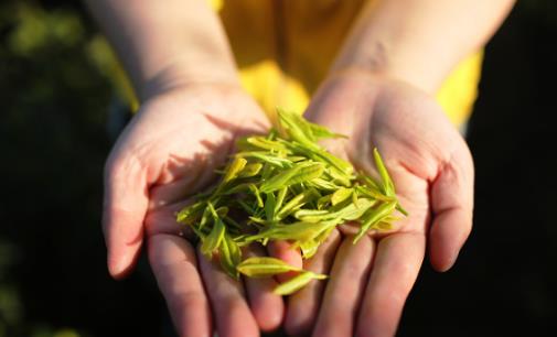 隔夜茶雖不能喝但好處多 隔夜茶有哪些妙用