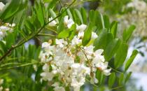 花卉入菜既美味又養生 介紹五款清新的花卉美食