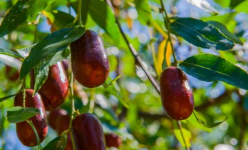 紅棗養生治病六大功效 食用紅棗需注意搭配