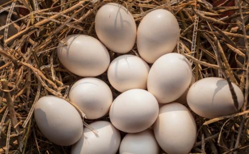 給你早餐吃雞蛋的7個(gè)理由 看后你一定會(huì)愛上吃雞蛋