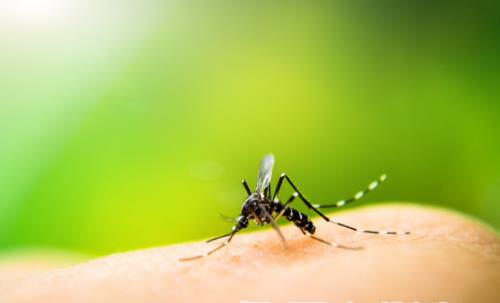 O型血大呼“冤枉”!招蚊子的真正原因是這6個