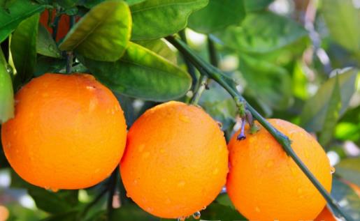 秋季滋陰潤肺的10種食物 秋季的飲食要訣