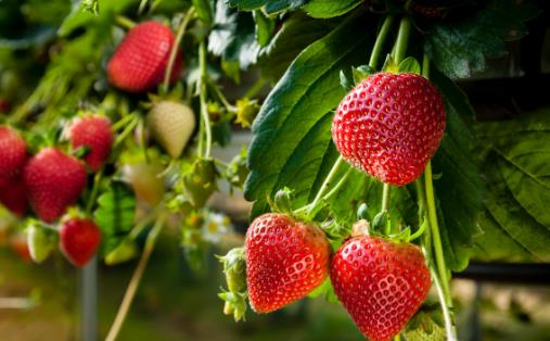 采摘草莓必備的小訣竅