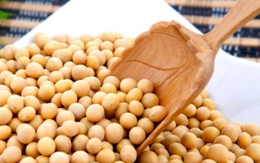 黃豆未各種豆制品的鼻祖 吃黃豆的八大好處