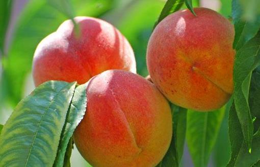 多余的熱量轉換成脂肪 可以被你吃掉脂肪的減肥食譜