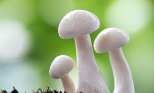 平菇、杏鮑菇、滑子菇…蘑菇這樣吃才對味