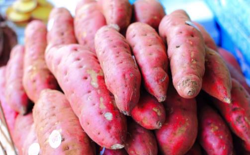 減肥吃紅薯可以嗎 紅薯可以當主食嗎