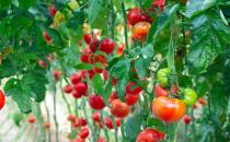 被列入黑名單的水果 能預防腫瘤發生的6類食物