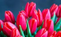 ?郁金香的花邊是怎樣形成的 花邊可能是種球基因突變