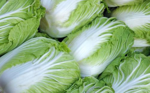 挑選大白菜時菜葉上長了小黑點(diǎn) 這樣的白菜能不能吃