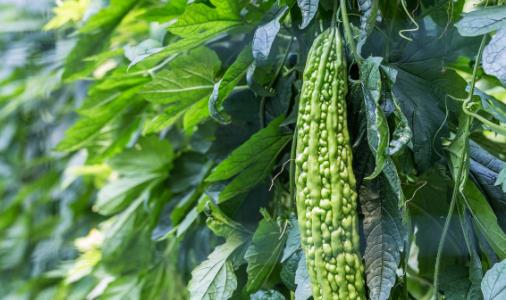 常飲苦瓜汁養顏嫩膚降血糖 苦瓜減肥三部曲分享