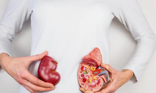 腎功能不好有哪些癥狀 補腎食品助你擺脫疲勞乏力