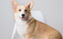 養寵道路上總是不那么太平 狗狗日常喂養小知識大公開