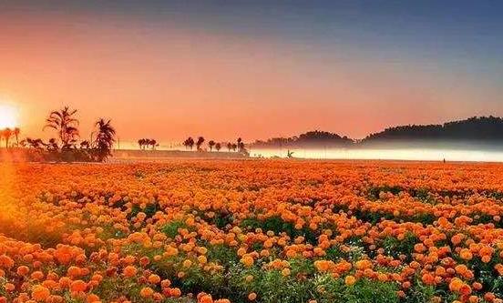 常在花間走活過九十九 五種有美容功能的鮮花