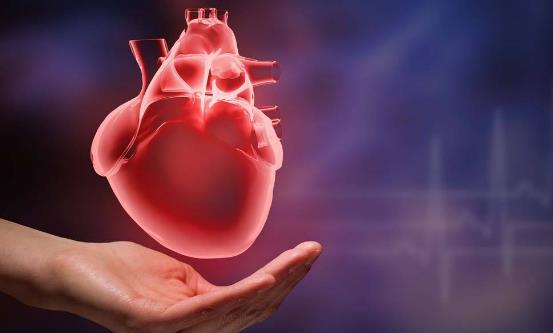 生物鐘對人體都至關重要 應注意保持有序節律