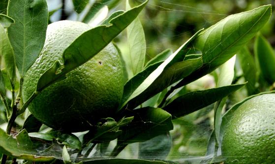 柑橘類水果的三大優(yōu)點(diǎn) 女性多吃柑橘的好處