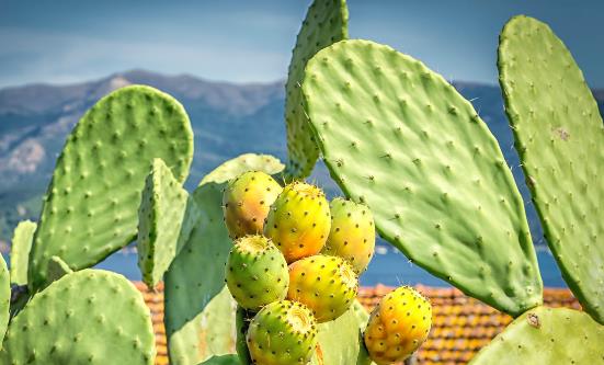 這4類花草養(yǎng)在家里等于不要命