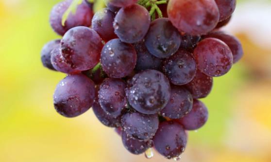 老年人吃水果有選擇地吃 老年人吃水果的注意事項