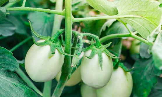 吃蔬菜也有的講究 吃錯就會要命