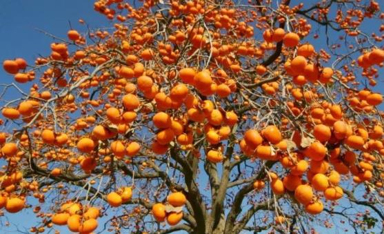 上半年可以吃到的應季水果對人體大有裨益