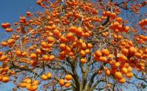 上半年可以吃到的應季水果 對人體大有裨益